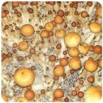 Псилоцибиновые (галлюциногенные)  грибы Psilocybin "Golden Teacher" в Немане