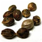 Семена марихуаны АК-47  (Seeds AK-47) в Немане